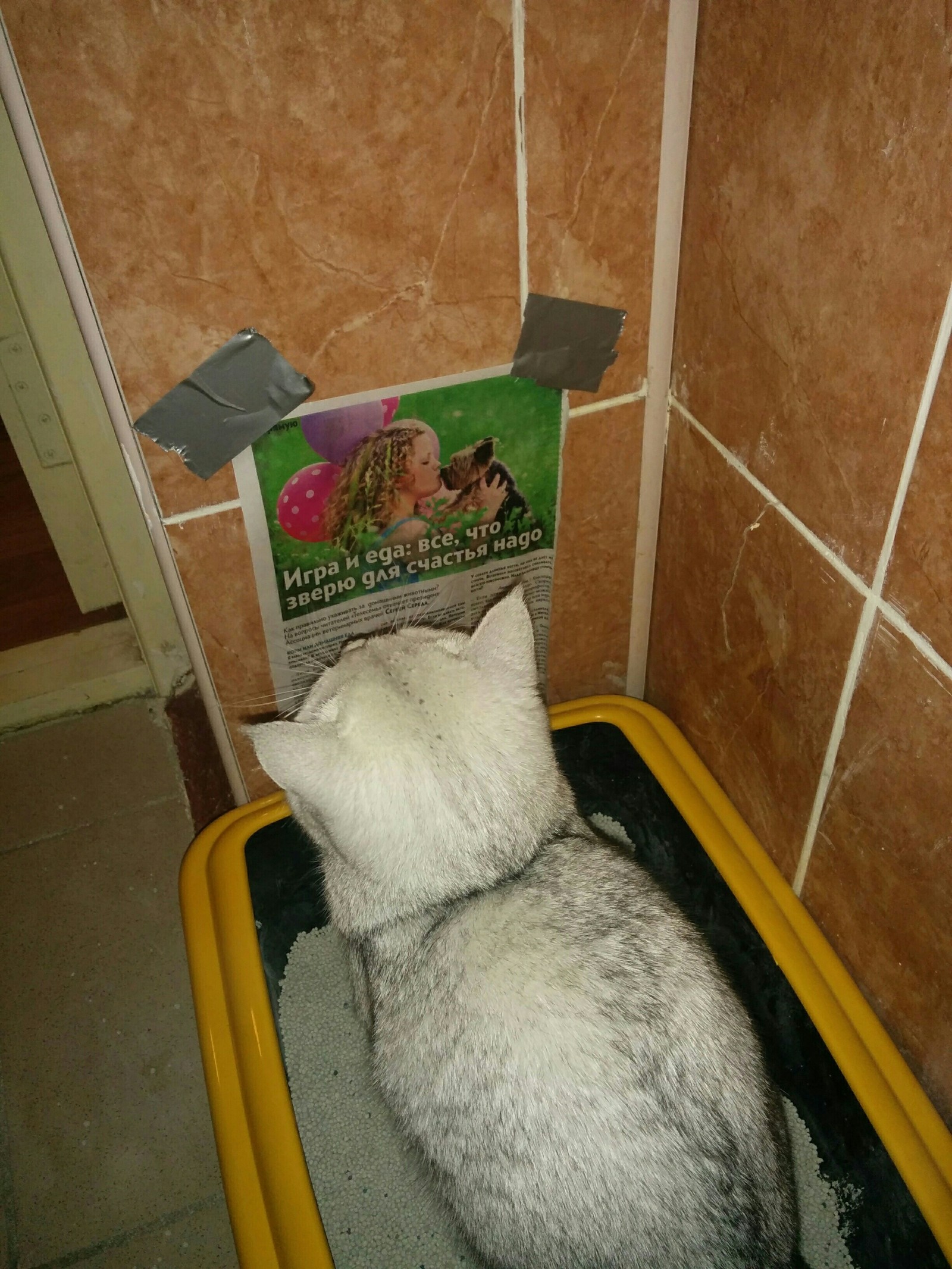 And take a shit - My, cat, Article, Tray, The photo