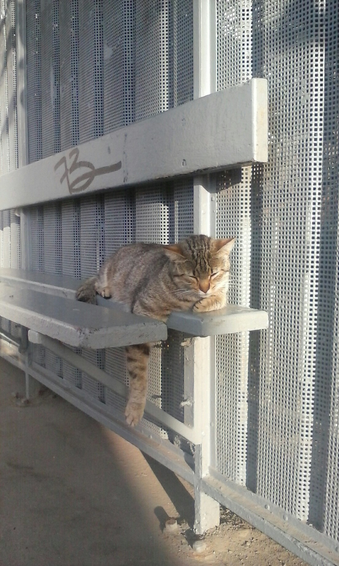 Cute cat at the bus stop - My, cat, Stop, My, Milota, Longpost