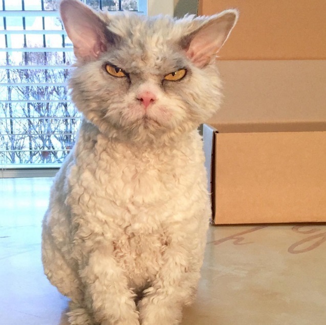 Severe cat Albert - 2 - cat, Selkirk rex, Sight, Longpost