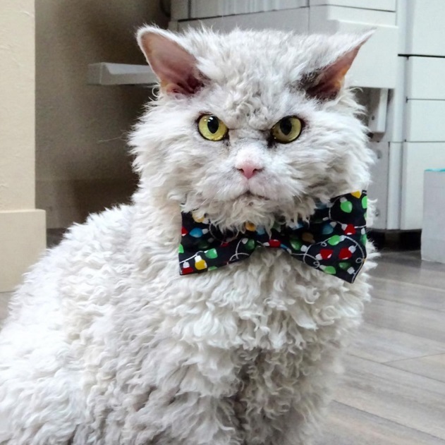 Severe cat Albert - 2 - cat, Selkirk rex, Sight, Longpost