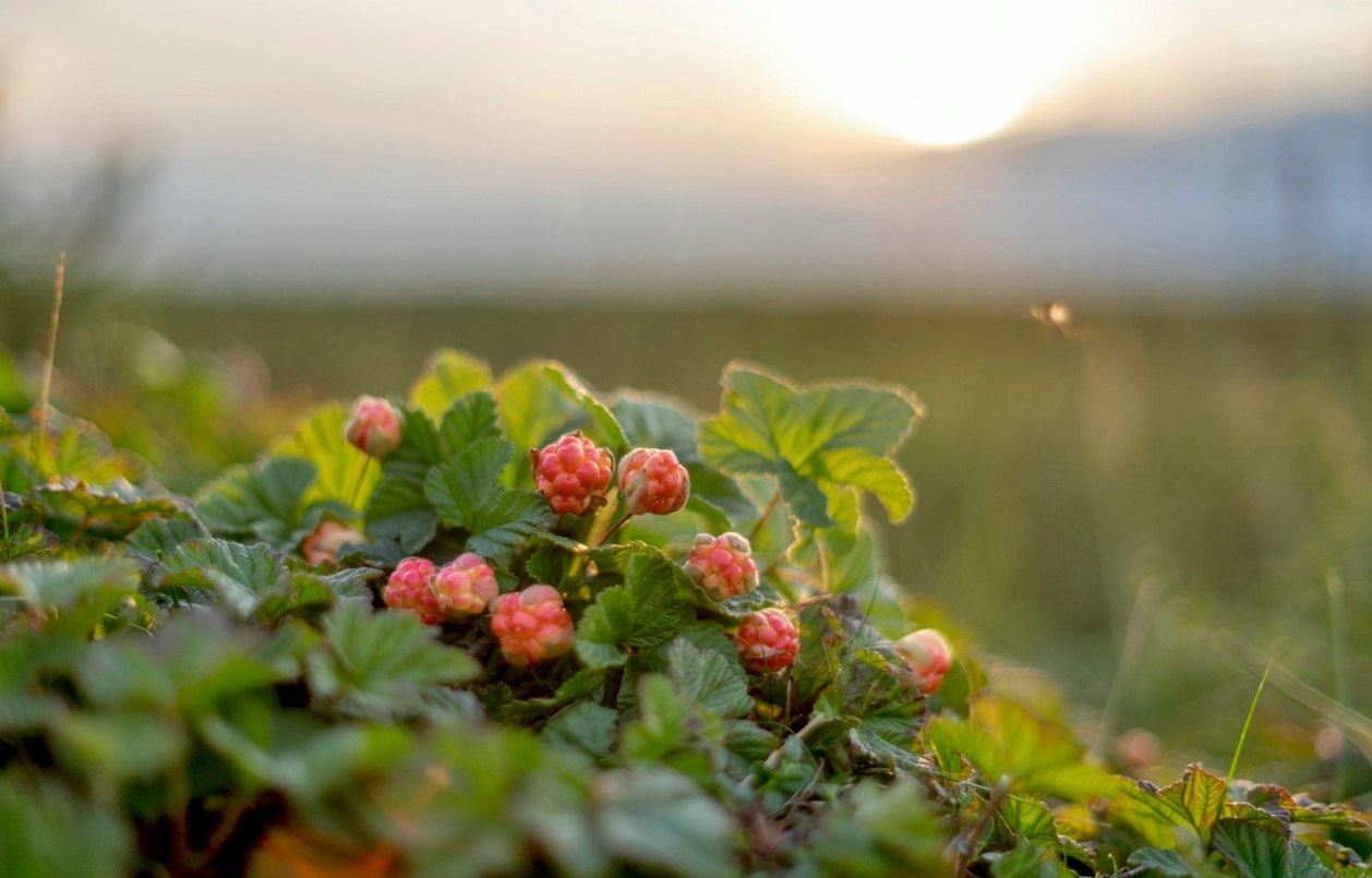 Cloudberry picking season is open - Komi, Cloudberry, Longpost