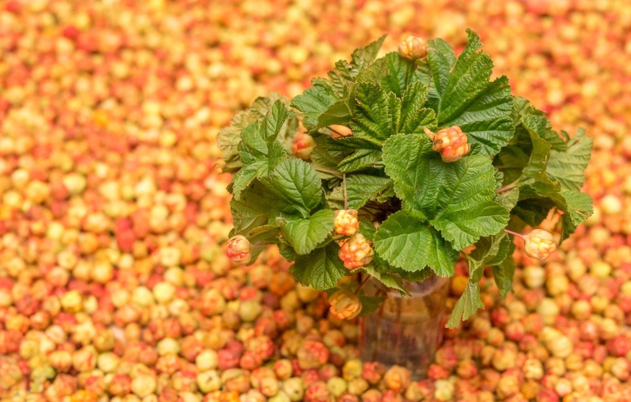 Cloudberry picking season is open - Komi, Cloudberry, Longpost