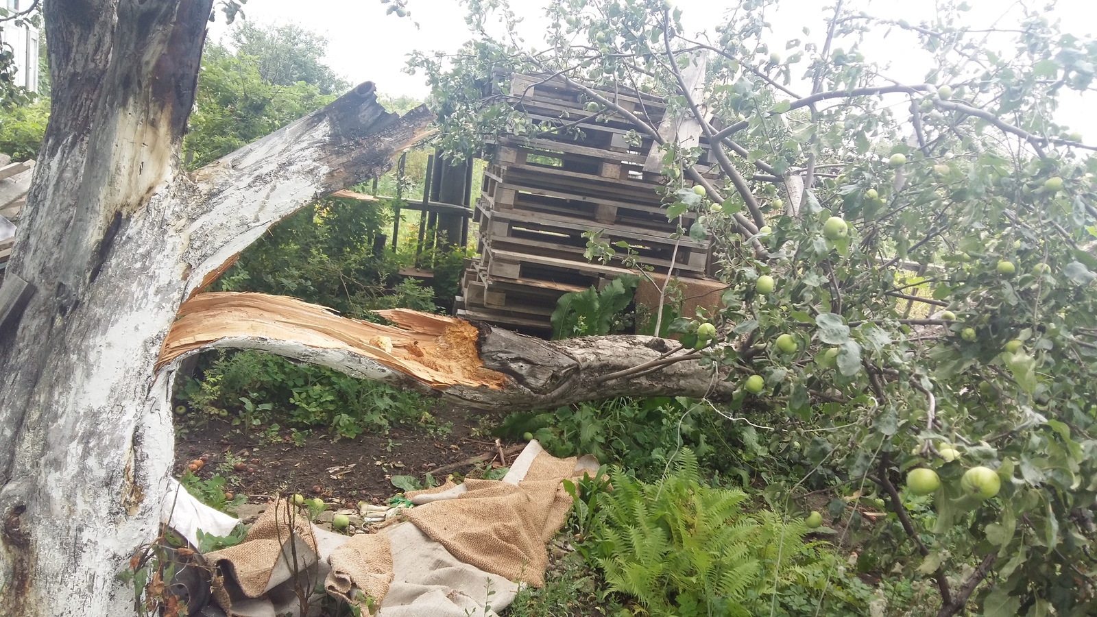 Perfectionist branch - My, Perfectionism, Branch, Tree, Apple tree, , Dacha, Hurricane, Breaking, Longpost, Right angle