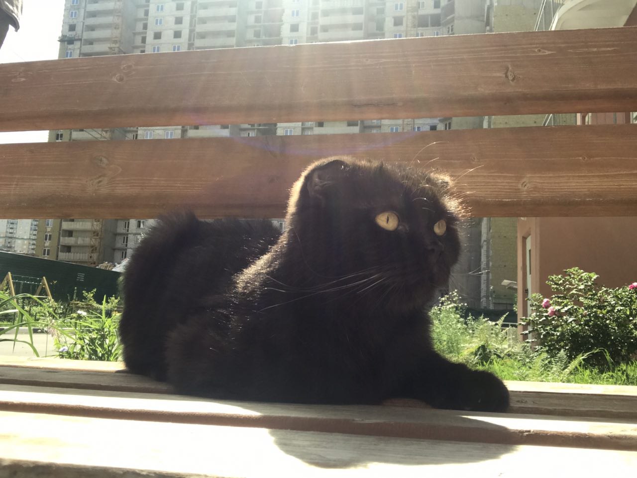 Lost - Chocolate Scottish Fold is looking for its owners - cat, Lost cat, Cat breeds, , Moscow, Putilkovo