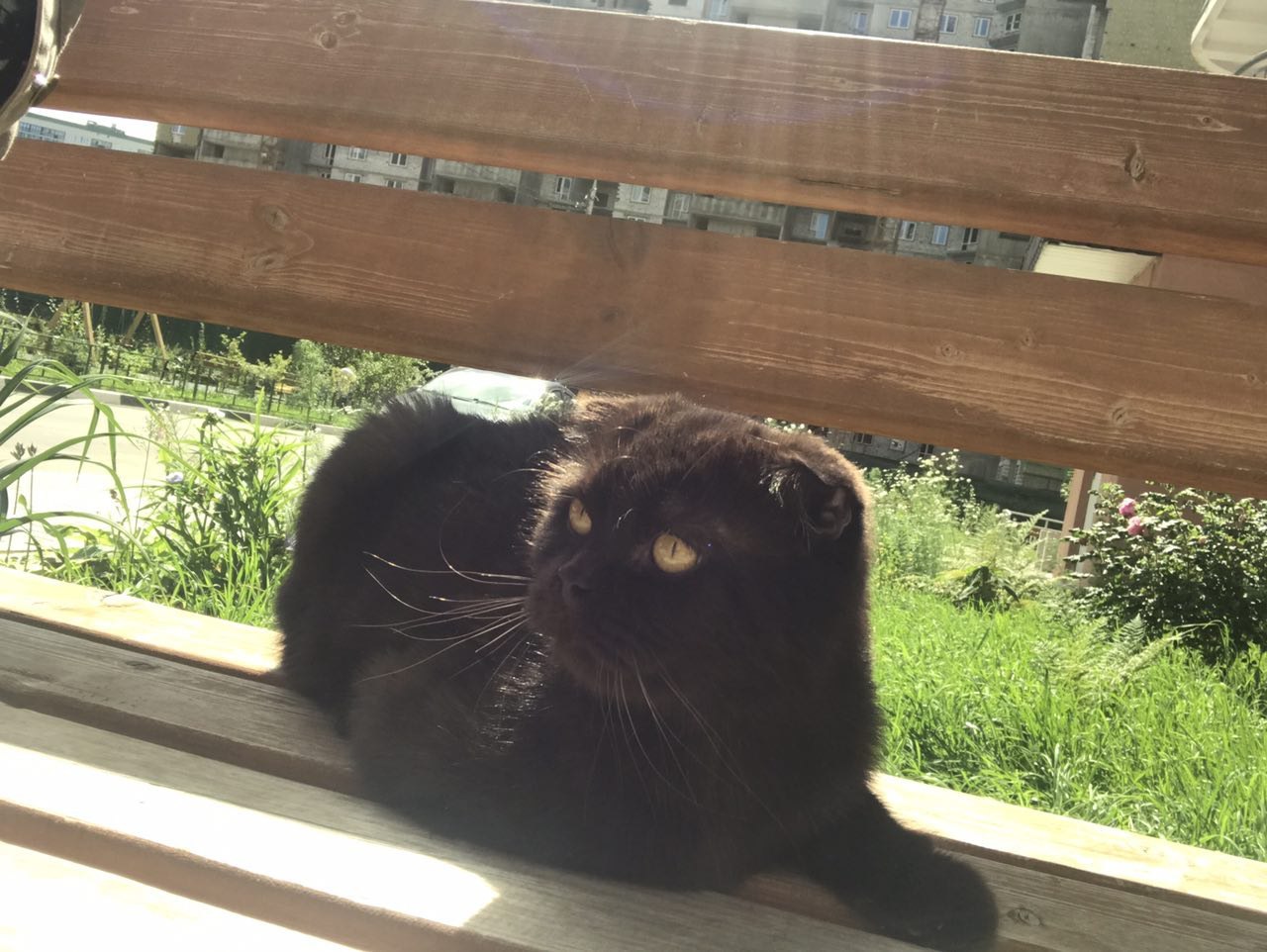 Lost - Chocolate Scottish Fold is looking for its owners - cat, Lost cat, Cat breeds, , Moscow, Putilkovo