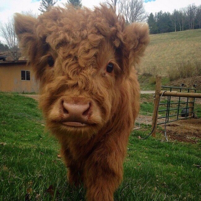 Fluffy - Nature, Soft, , Longpost, Calf, Highland