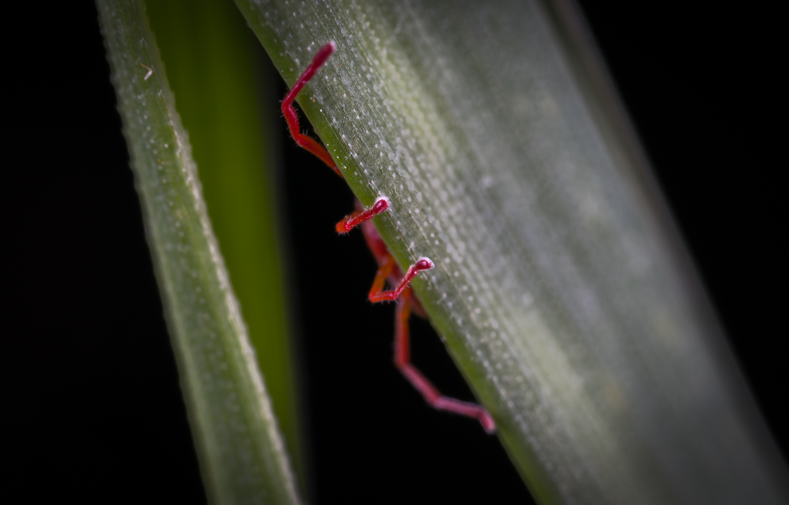 Заметки макрофотографа: клещ-краснотелка | Пикабу