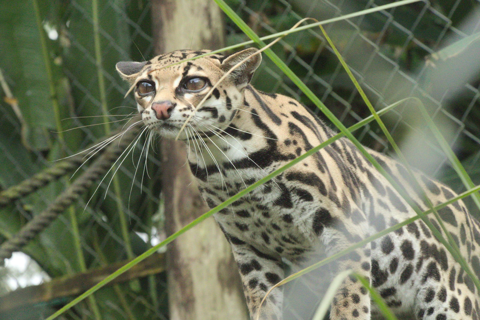 Kitty - My, The photo, Zoo, Animals, Ocelot