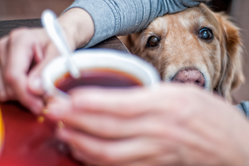 How to skydive to the touch and go to the mountains with a guide dog - Blind, Guide-dog, Longpost, The blind