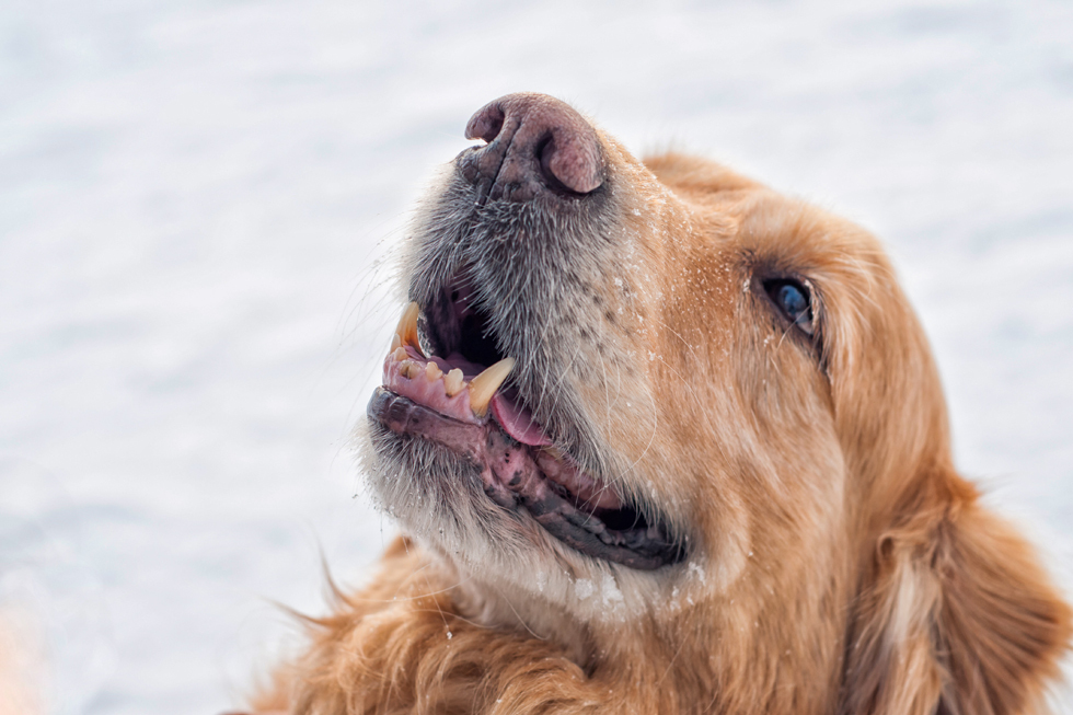 How to skydive to the touch and go to the mountains with a guide dog - Blind, Guide-dog, Longpost, The blind