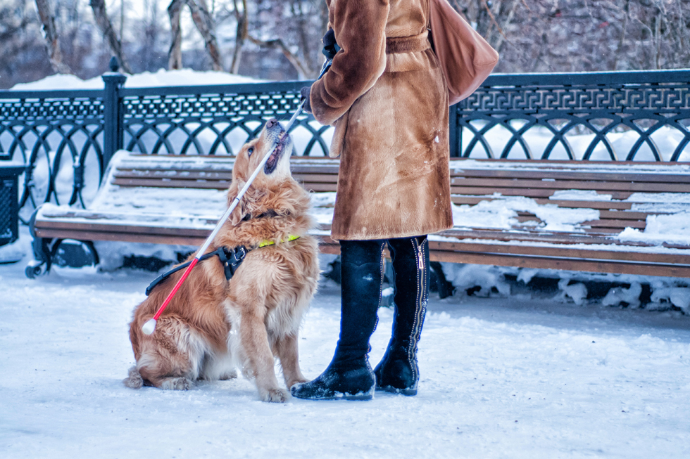 How to skydive to the touch and go to the mountains with a guide dog - Blind, Guide-dog, Longpost, The blind