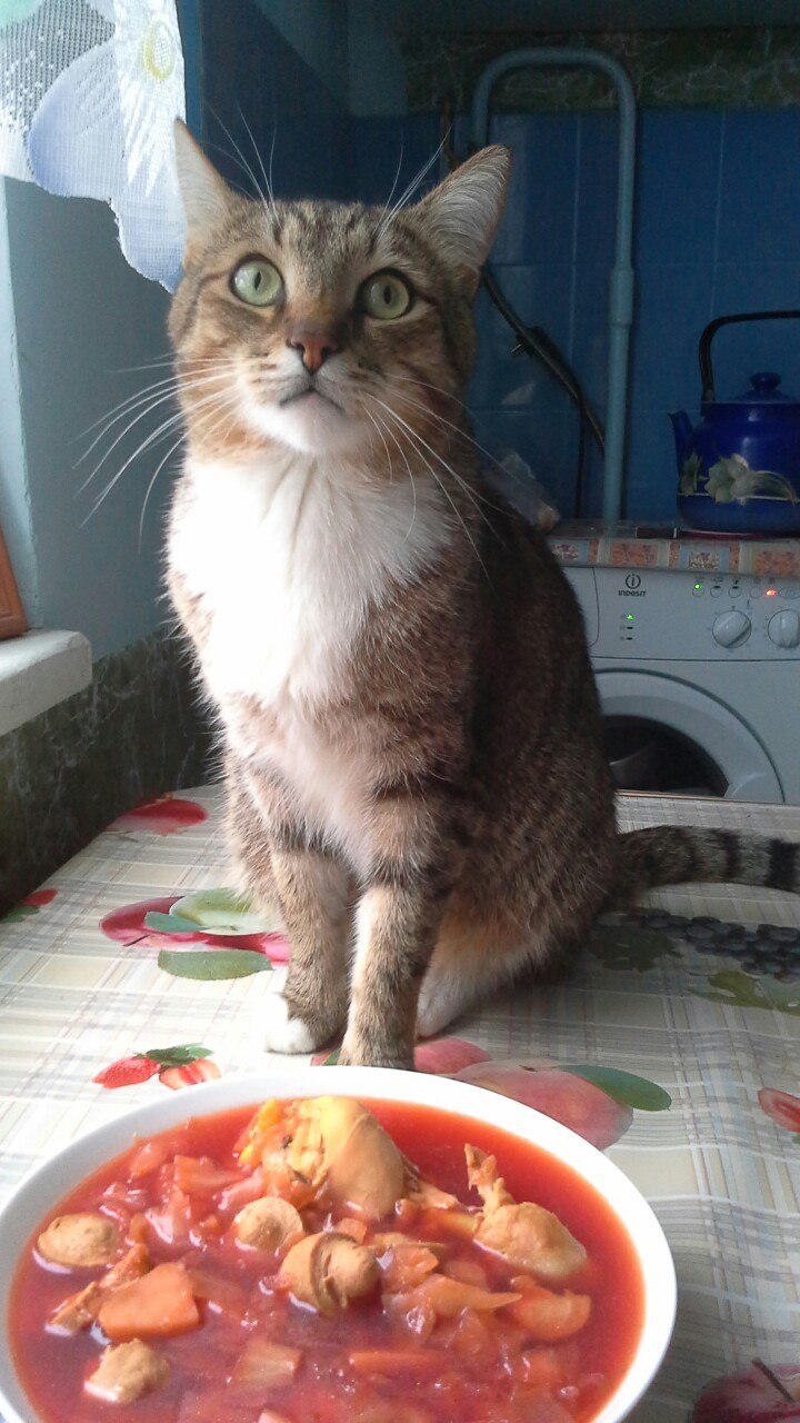 Even the cat did not check out the bachelor's borscht ... - Borsch, Dinner, cat, Homemade, The photo, Table, Kitchen, Beggars