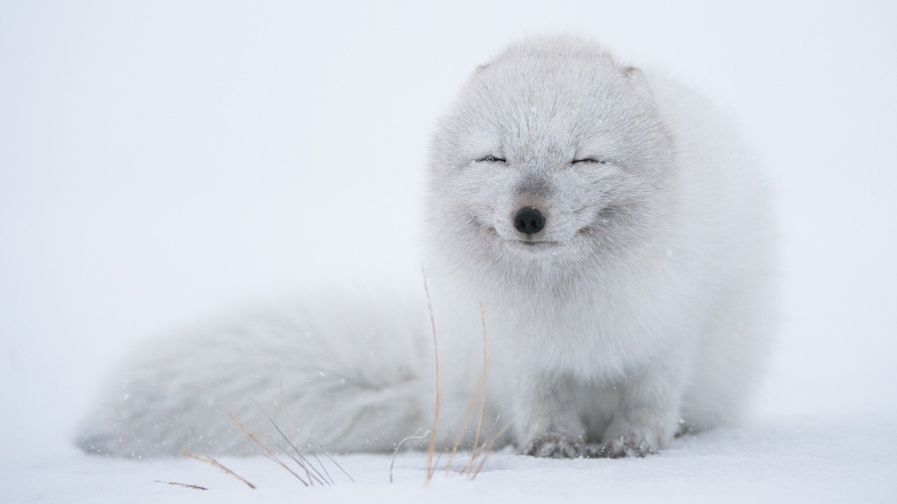 Today I saved the animal - My, Arctic fox, Animals, cat, Dog, Longpost