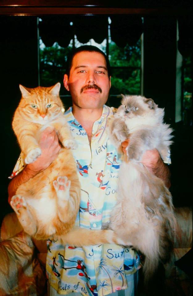 cat freddy - Freddie Mercury, cat, Animals, 