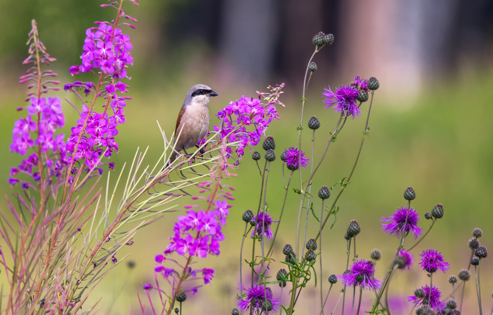 Shrike Shrike - My, Shrike, Zhulan, The photo, Birds, My, Canon, Tamron