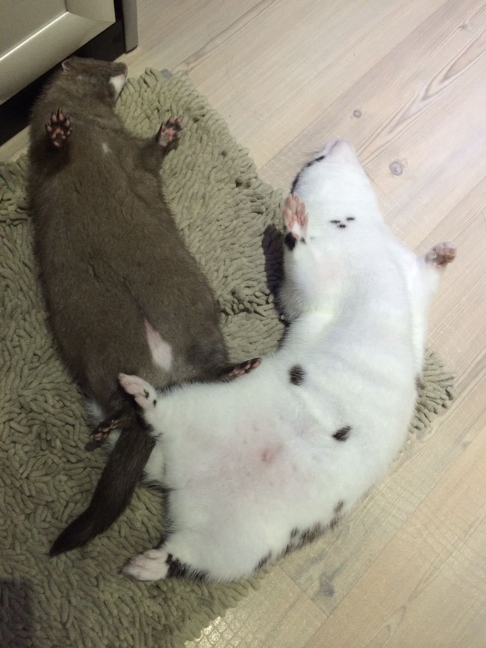 When Double Trouble Is Double Happiness - My, American mink, Mink, Exotic animals, Fluffy, Mink in the house, Longpost