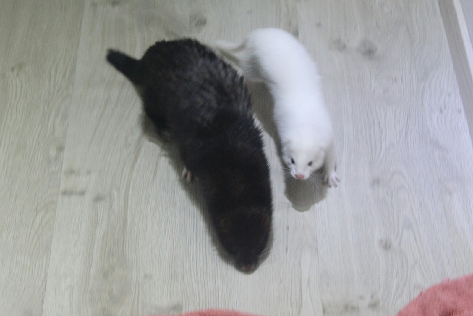 When Double Trouble Is Double Happiness - My, American mink, Mink, Exotic animals, Fluffy, Mink in the house, Longpost