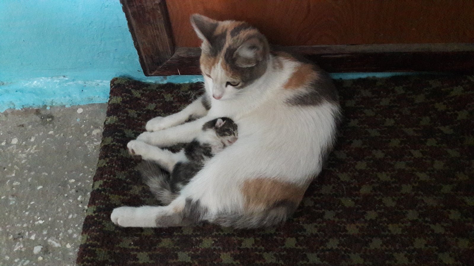 A cat with a kitten. - My, cat, Chelyabinsk, Help, Longpost, Helping animals