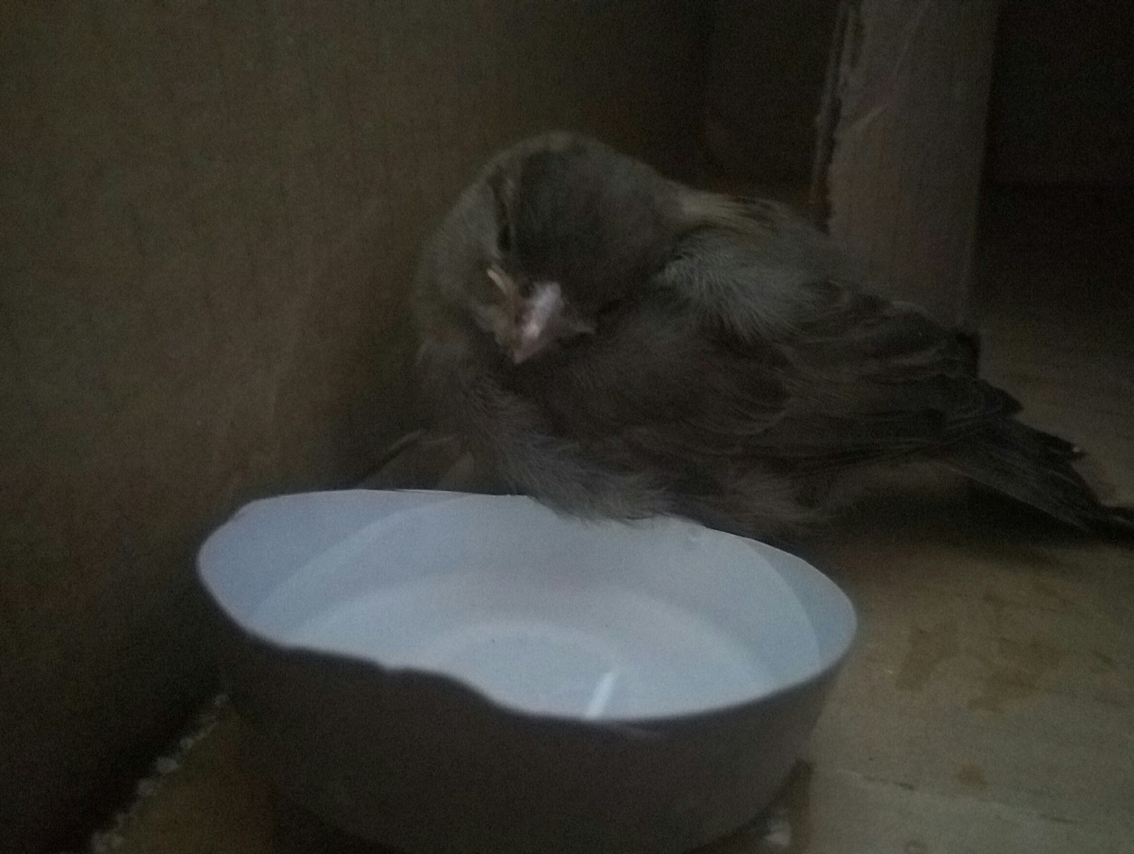 Fledgling? - Saint Petersburg, Help, Sparrow, Cell, Birds