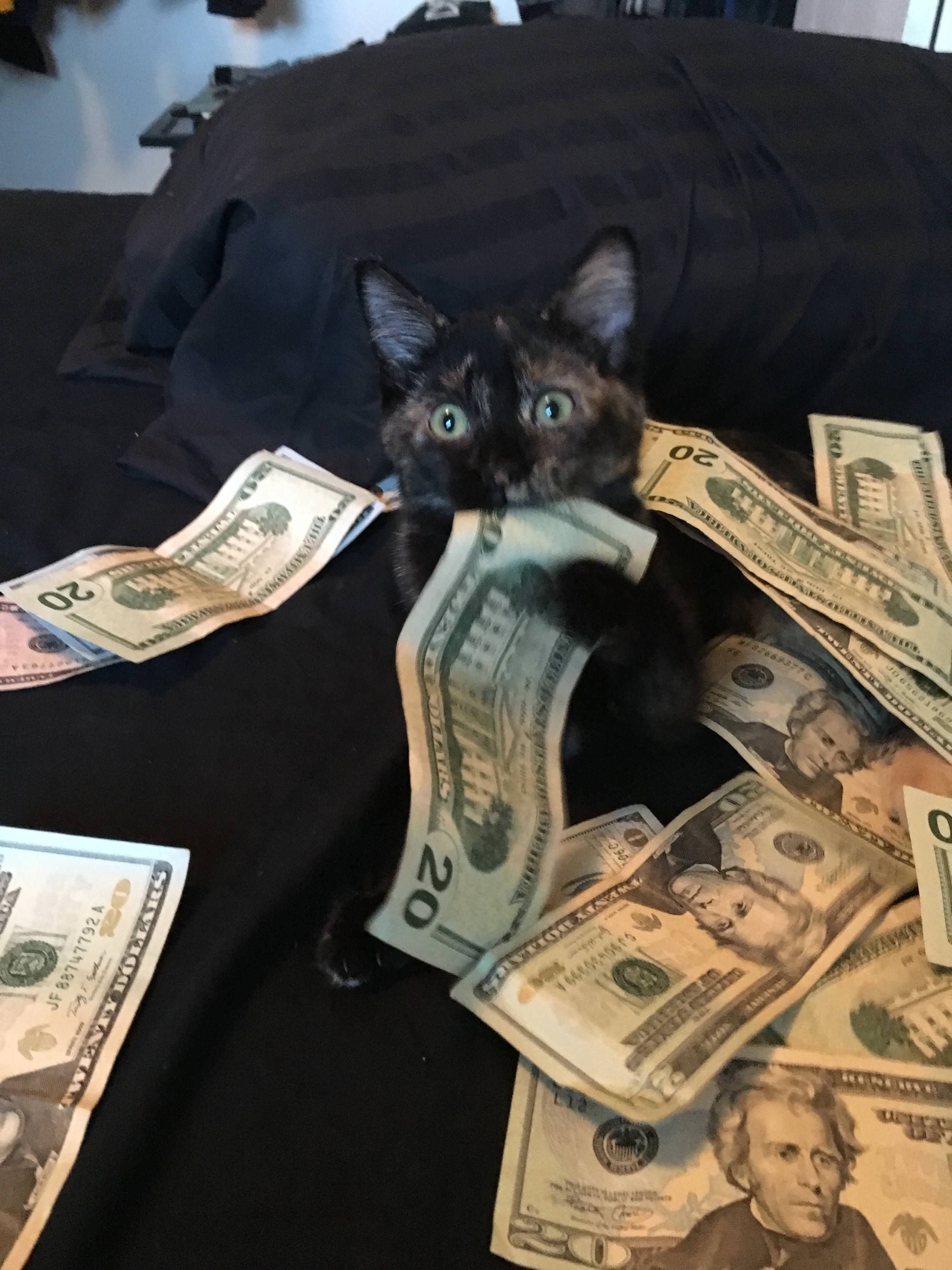 Who lives well in Russia - cat, Dollars, Real Dollars, Longpost