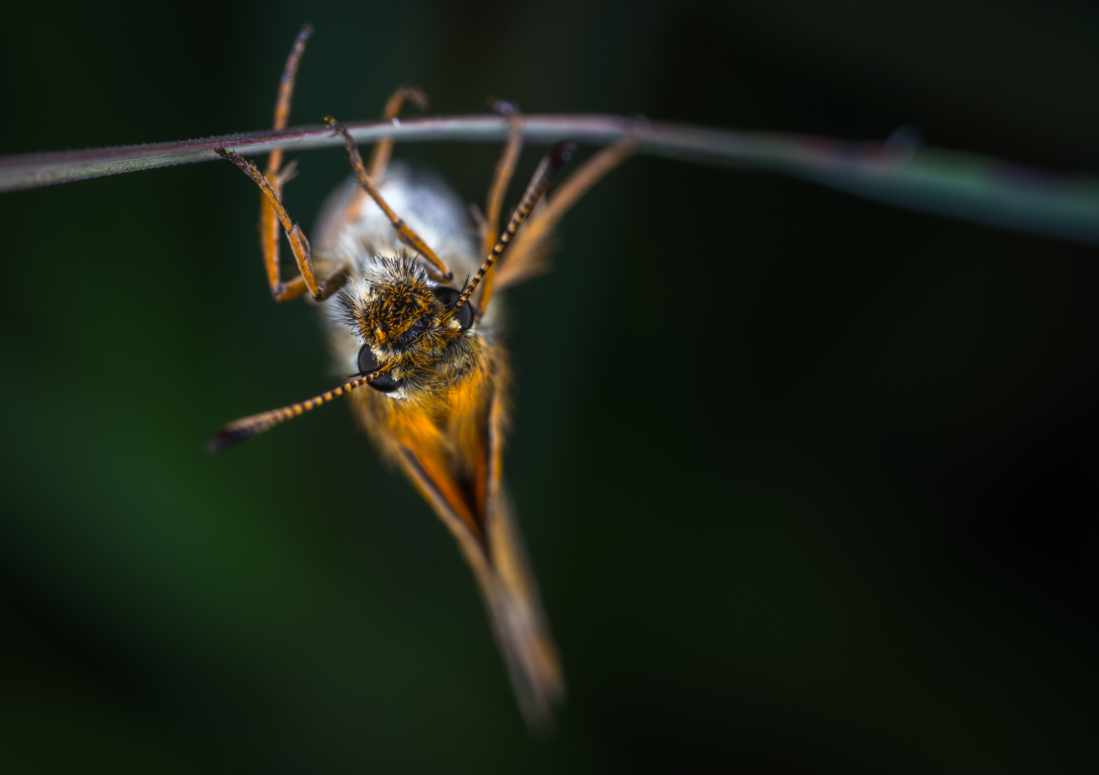 Macrophotographer's Notes: Fathead - My, fathead, Butterfly, Macro, Insects, Mp-e 65 mm, Longpost, Macro photography