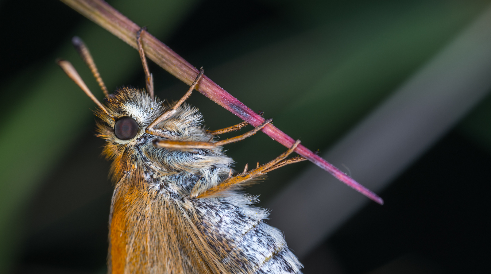 Macrophotographer's Notes: Fathead - My, fathead, Butterfly, Macro, Insects, Mp-e 65 mm, Longpost, Macro photography