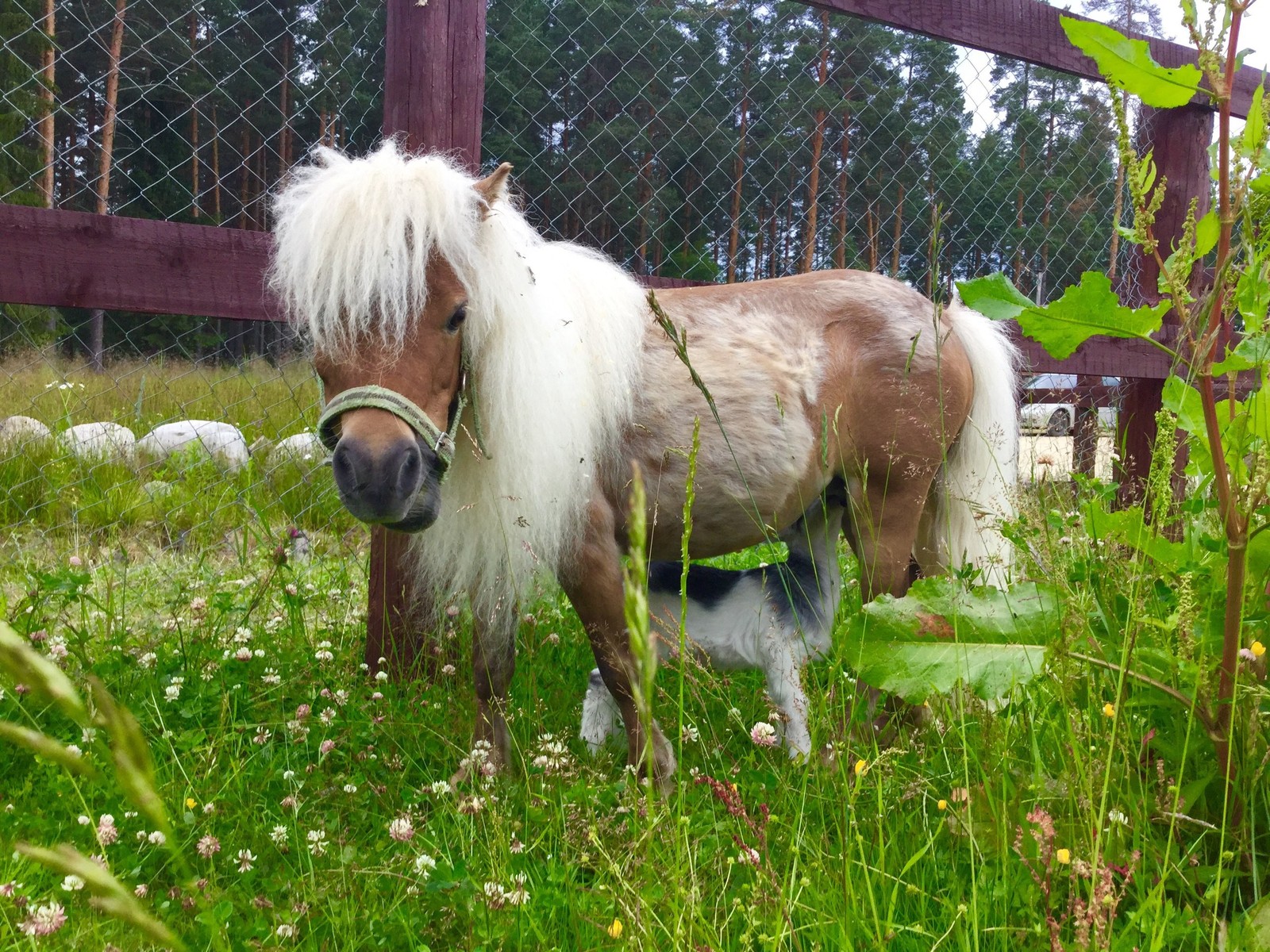 maternal debt. - Amazing, Dharma, Animals, Love, Longpost, Horse