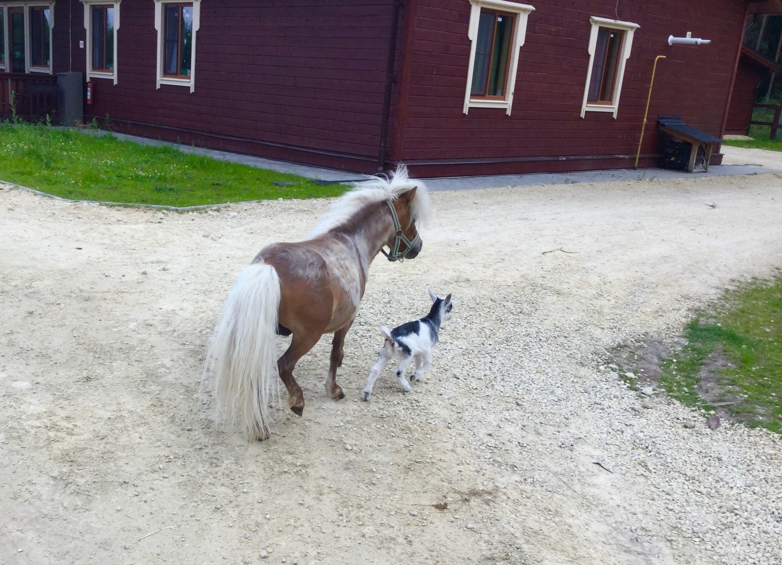 maternal debt. - Amazing, Dharma, Animals, Love, Longpost, Horse