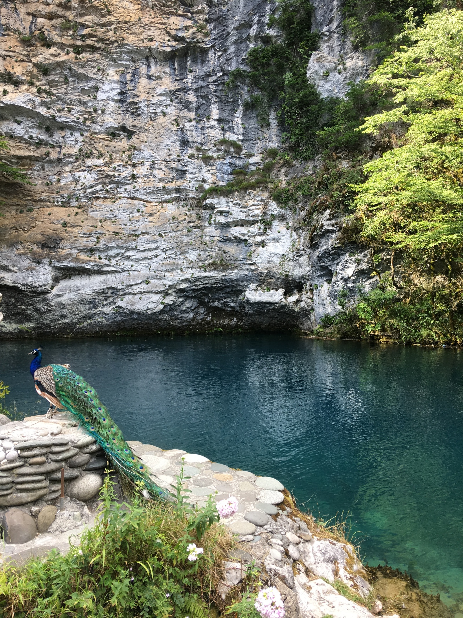 My five kopecks about holidays in Abkhazia - My, Abkhazia, Relaxation, Summer, Divorce, Nature, Like, Longpost