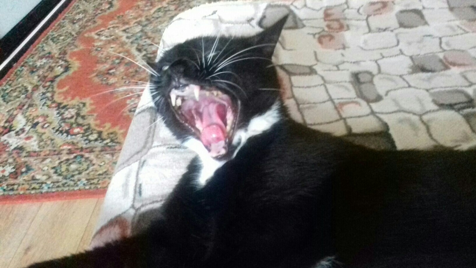 My mom loves taking pictures of her cats - My, Pets, cat, Mum, Photographer, Yawn, Longpost