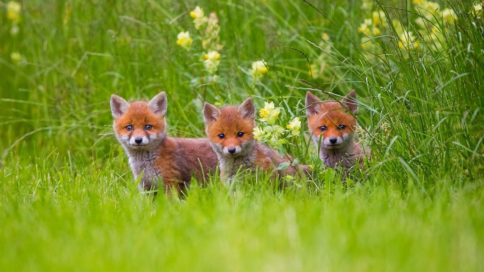 Fox cubs. - The photo, Nature, Summer, Animals, Fox, Fox cubs