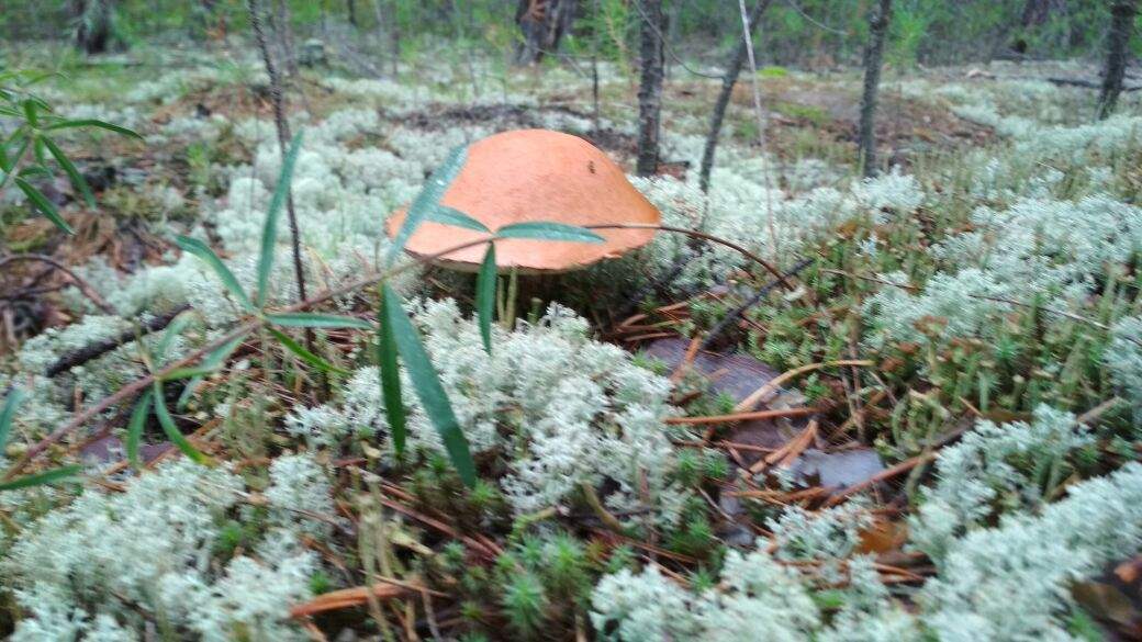 For mushrooms - My, Morning, Before, Mushrooms, Boron