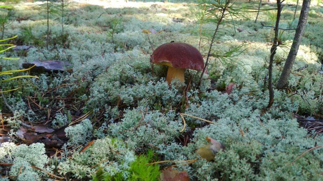 For mushrooms - My, Morning, Before, Mushrooms, Boron