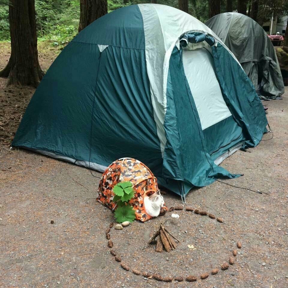 If on a hike, then with the whole family - cat, Family, Hike