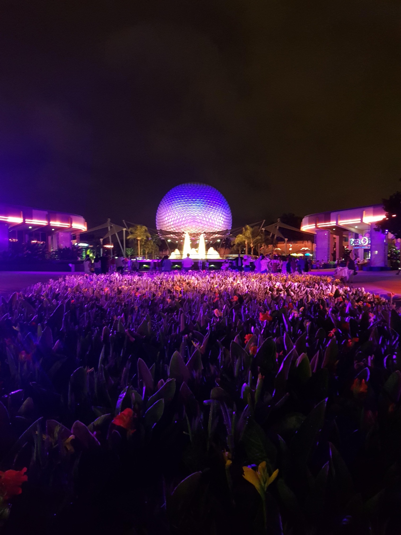 The flowers look like people at a music festival. - Flowers, , Open air, Music, Concert