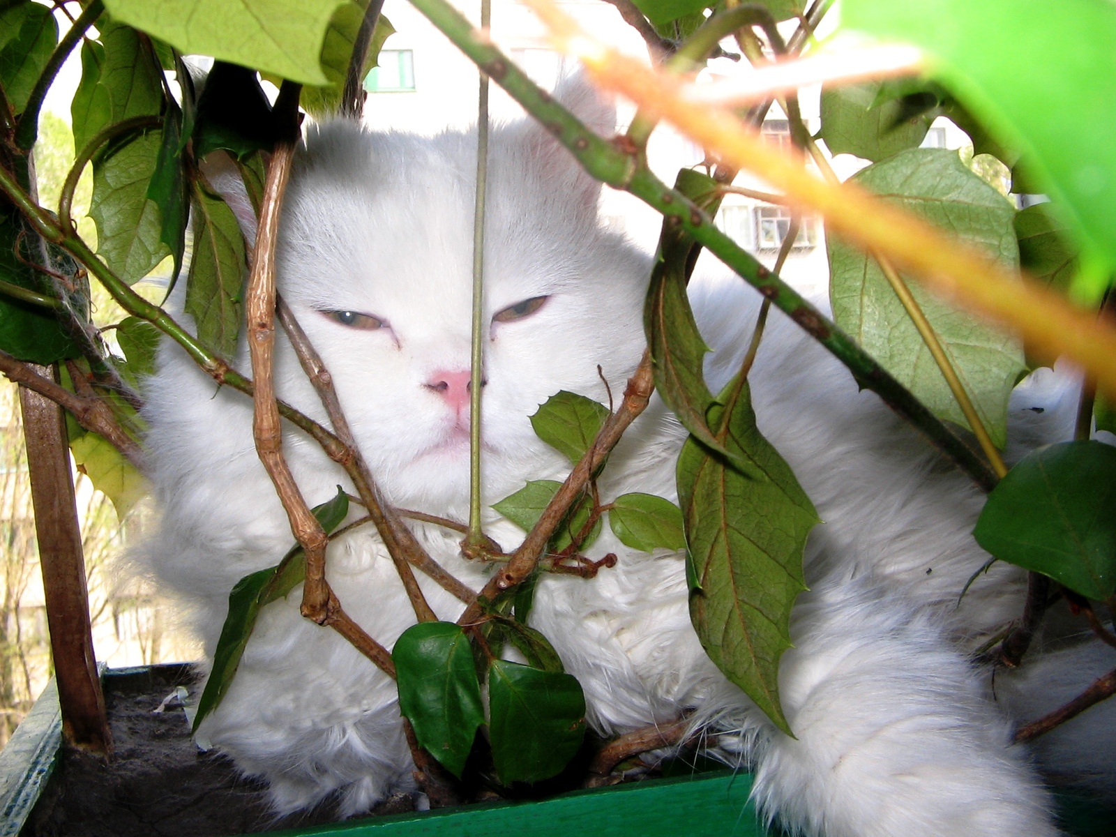 I love sleeping on damp ground! - My, cat, Cats and kittens, Catomafia, Milota