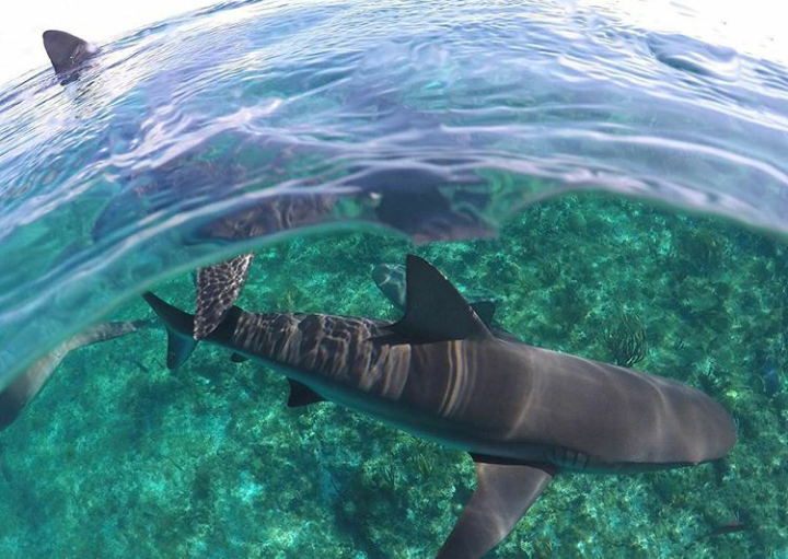 Photo of sharks - Shark, The photo