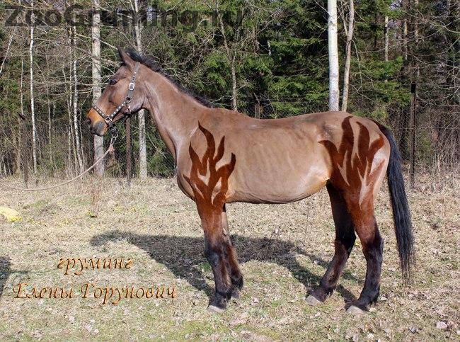 horse haircut - My, Horses, Стрижка, Equestrian Club, Interesting, Longpost, My