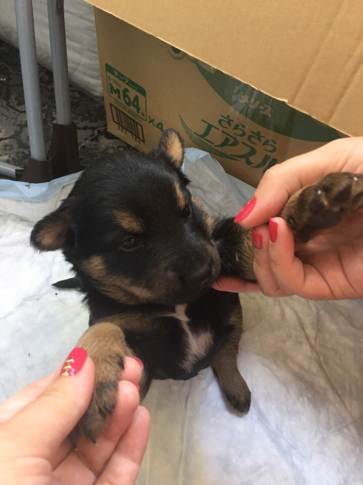 Puppy in good pikabush hands - My, In good hands, , , Moscow, Found a dog, Longpost