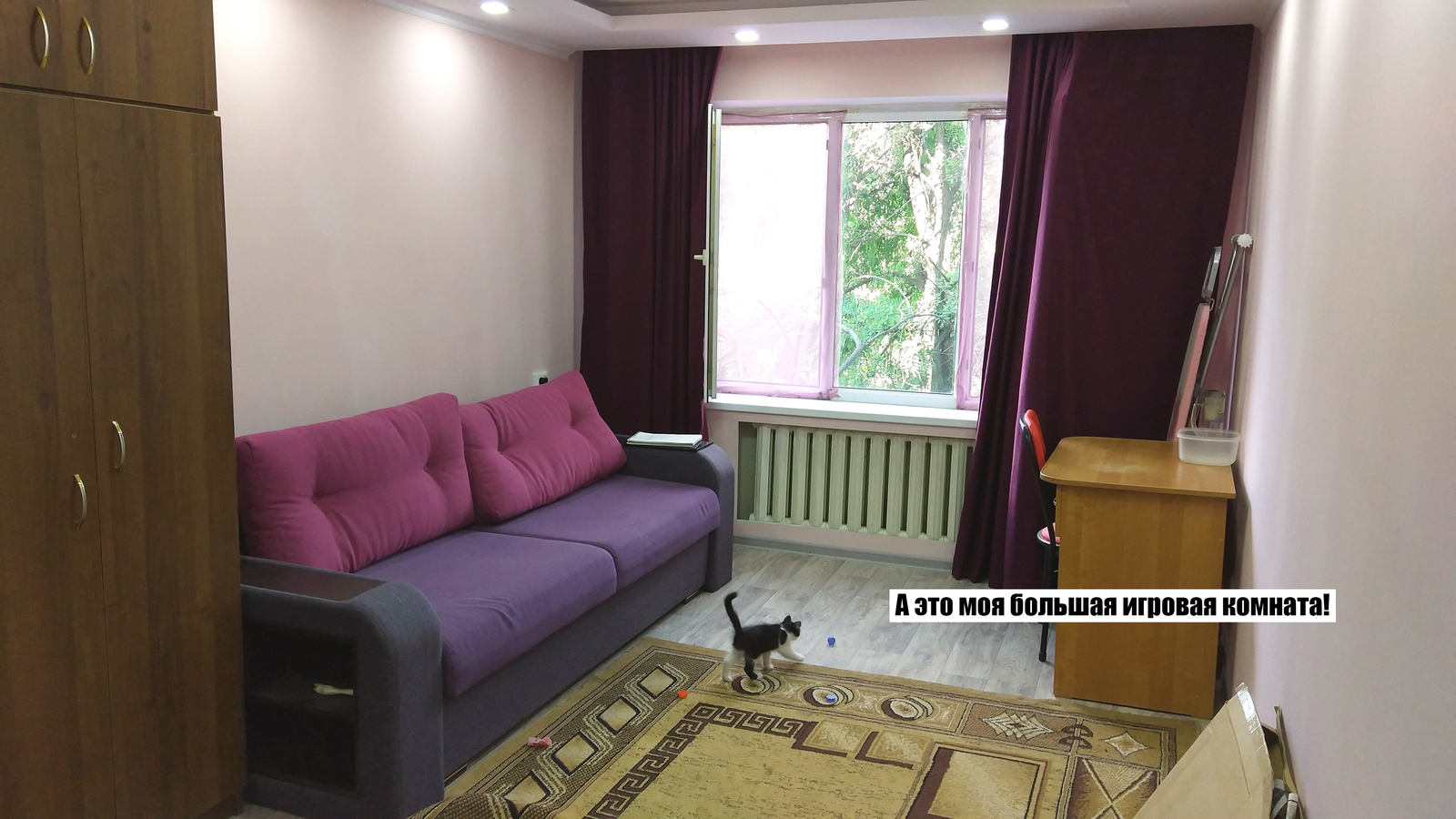 I will sell a kitten in Almaty - My, cat, Apartment, The property, Purchase, Almaty, Longpost