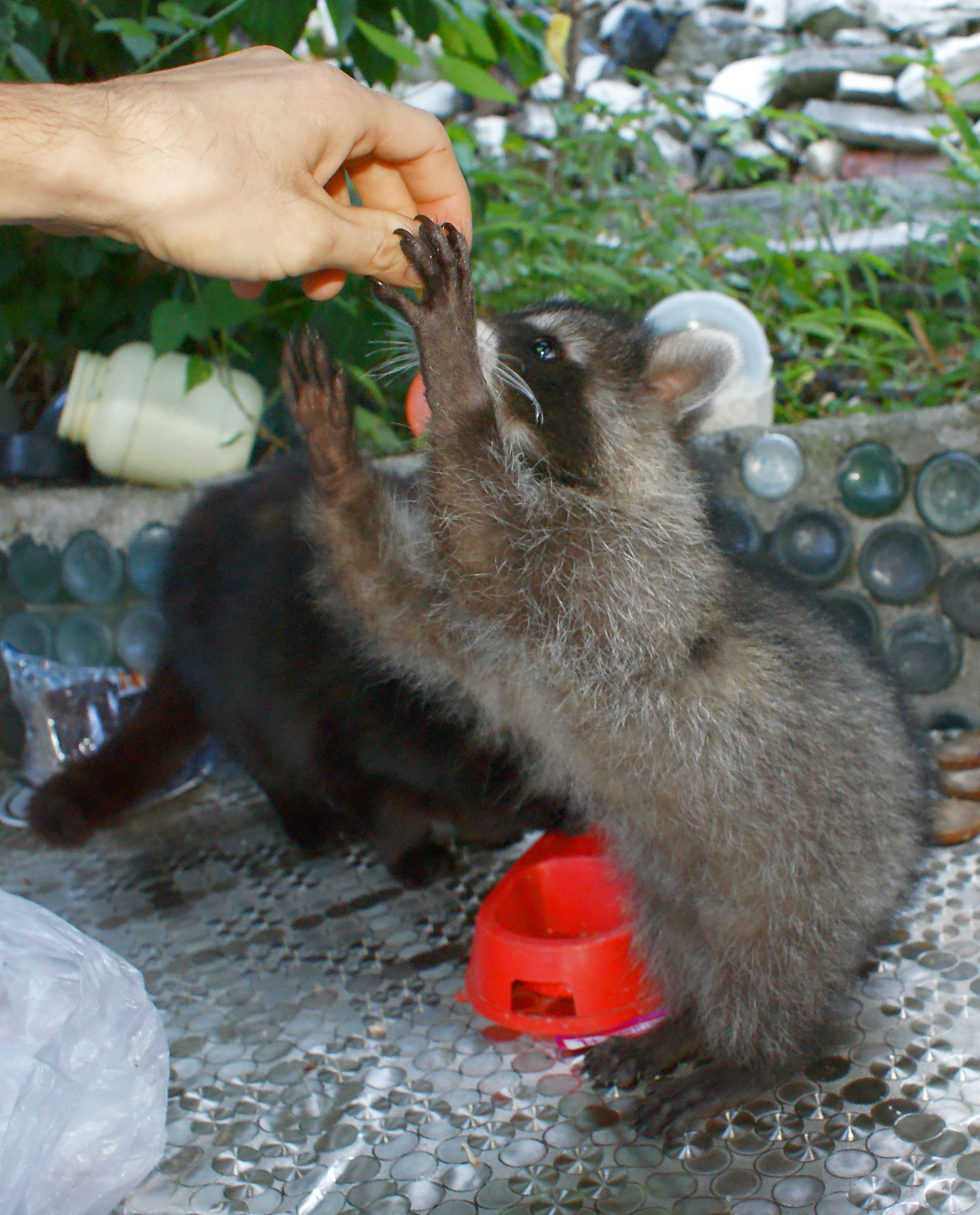 Raccoon at home. - My, Raccoon, Animals, , Longpost