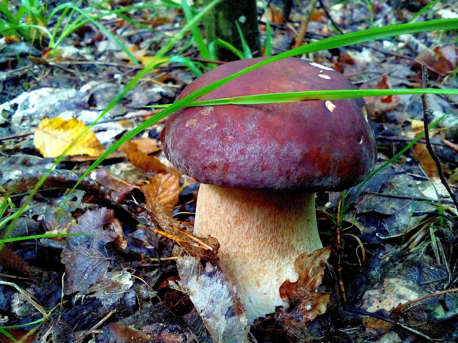 A few more mushrooms - My, Nature, Forest, Relaxation, Longpost