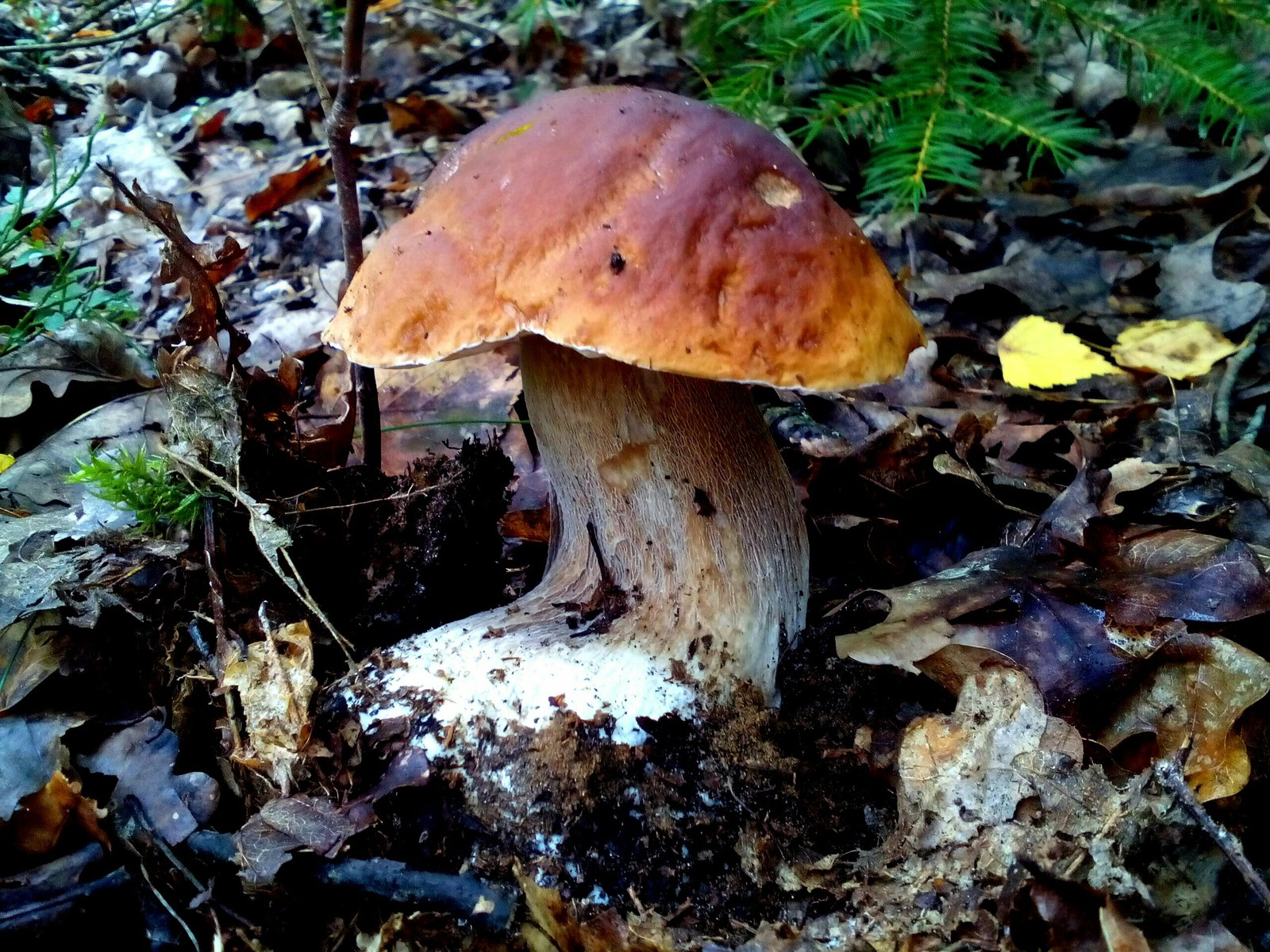 A few more mushrooms - My, Nature, Forest, Relaxation, Longpost