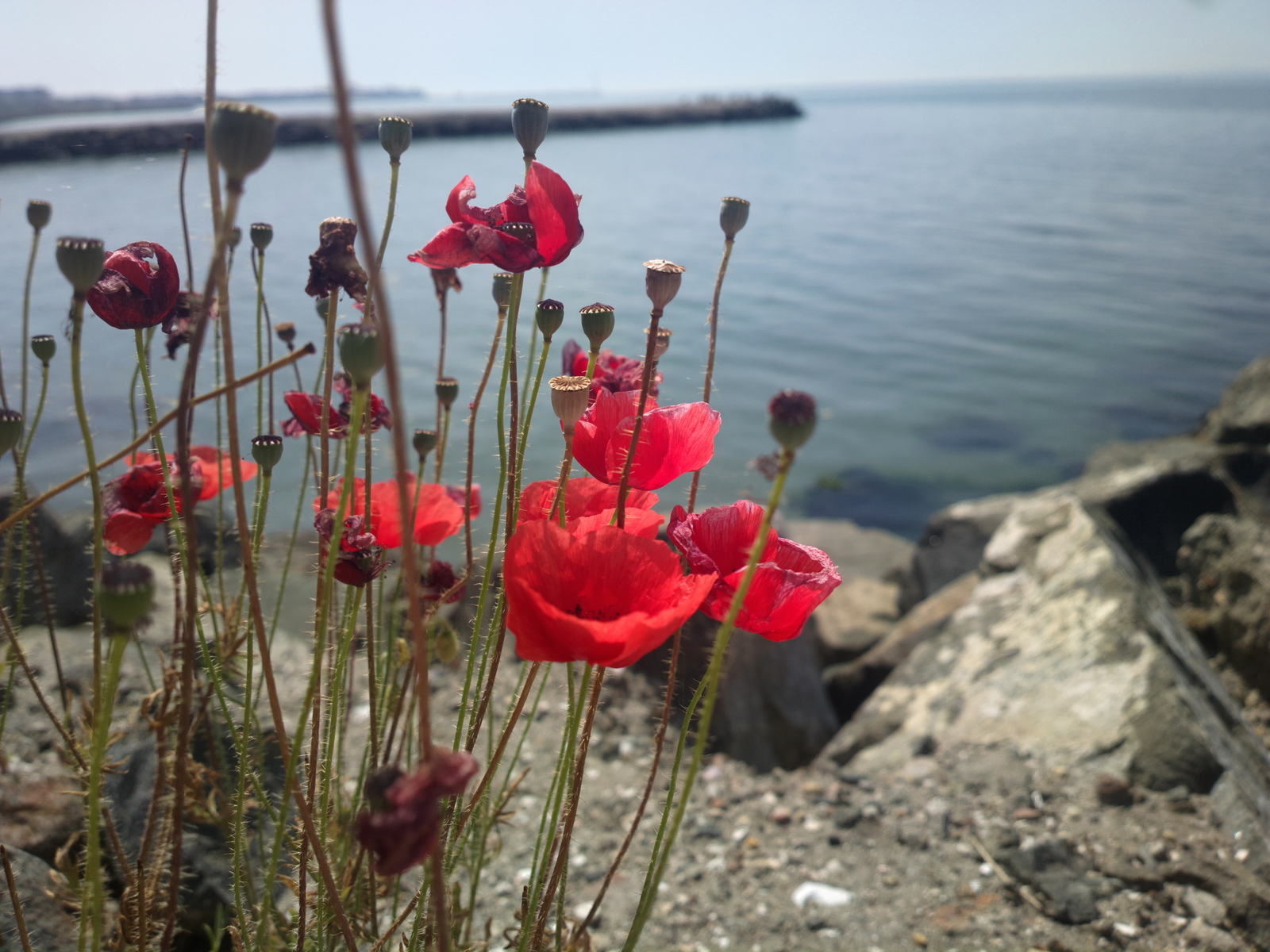 Bulgaria - My, The photo, Bulgaria, Nessebar, Pomorie, Architecture, Longpost