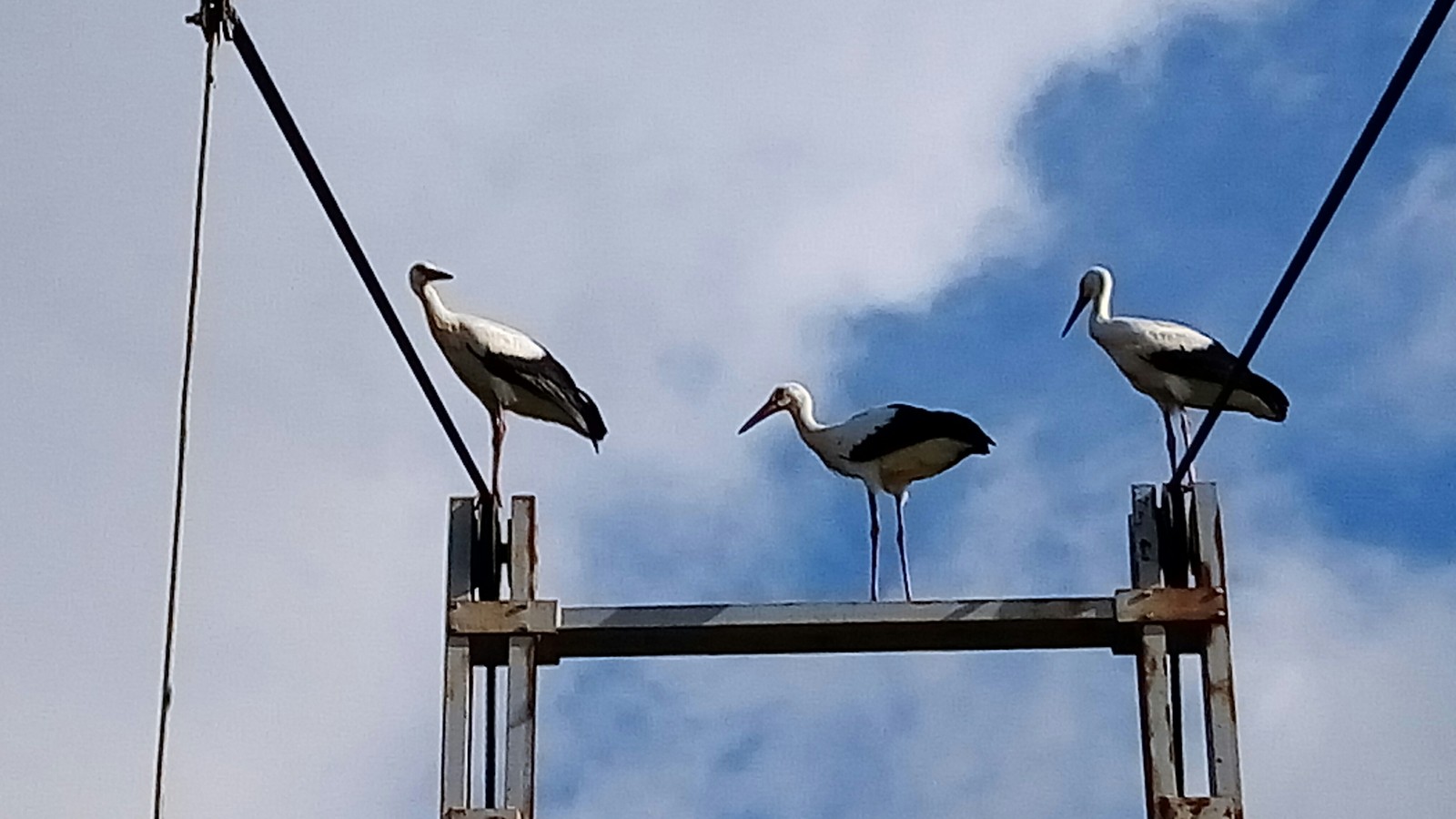 Mom, Dad, I am together a friendly family. - My, Stork, Family, All good, White, Longpost