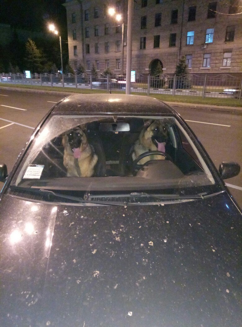 The rooms are probably also German) - German Shepherd, Car, Behind the wheel, Dog