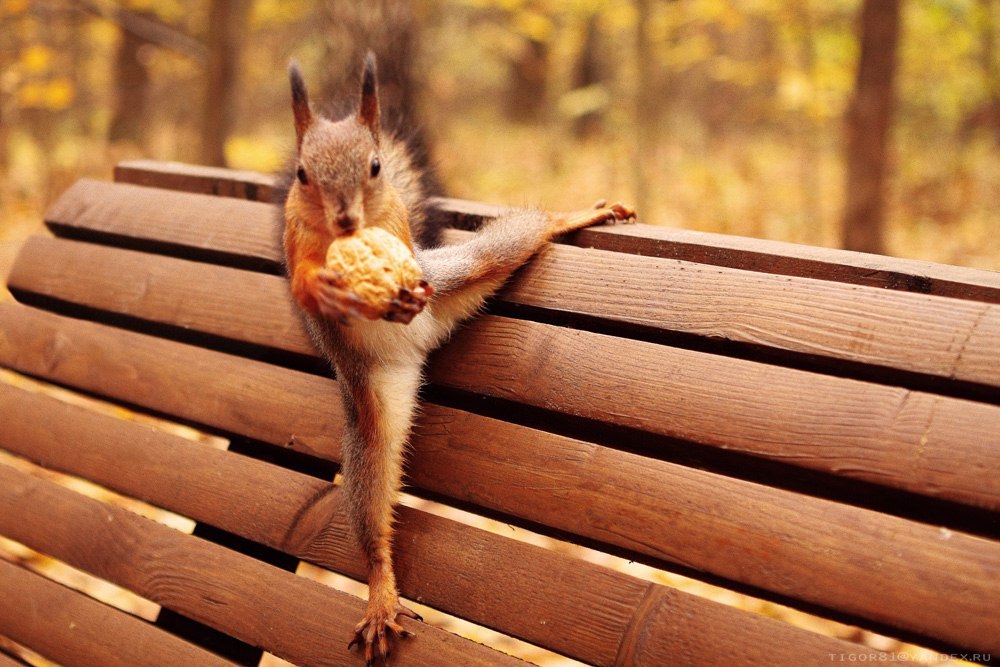 On the bench - Squirrel, Nuts, Bench, Nature