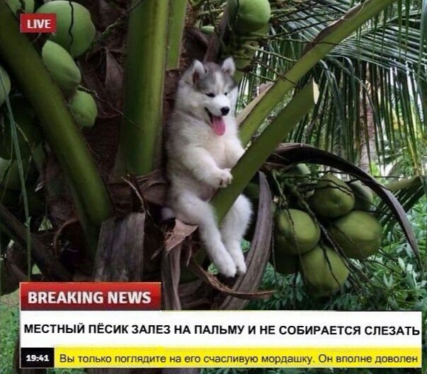 Finally some good news - , Milota, Palm trees, news, Dog