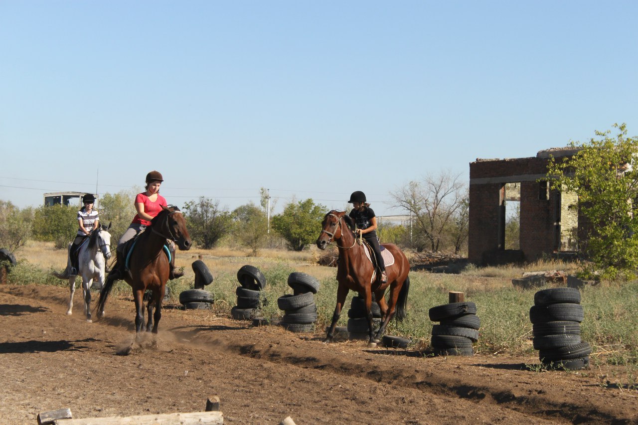 Lazy horses and troll horses - My, Horses, Horses, Behavior, Interesting, Longpost