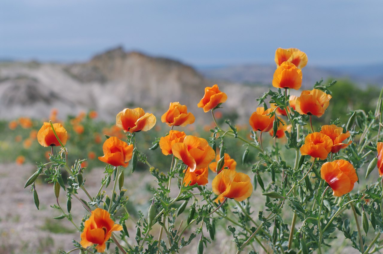 Cappadocia details. - My, Turkey, Tourism, Cappadocia, Details, Souvenirs, Travels, The photo, Flowers, Longpost